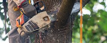 Best Palm Tree Trimming  in Green Valley, AZ