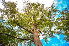 Best Tree Maintenance Programs  in Green Valley, AZ