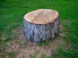 Best Tree Risk Assessment  in Green Valley, AZ