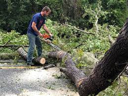 Best Commercial Tree Services  in Green Valley, AZ