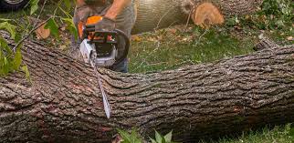 Best Soil Testing and Treatment  in Green Valley, AZ