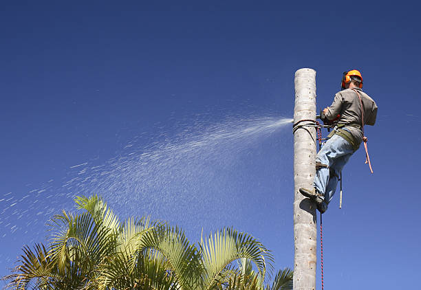 Pest Control for Lawns in Green Valley, AZ