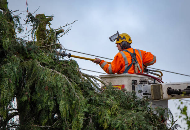 Best Firewood Processing and Delivery  in Green Valley, AZ