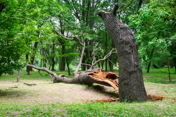 Best Tree Cabling and Bracing  in Green Valley, AZ