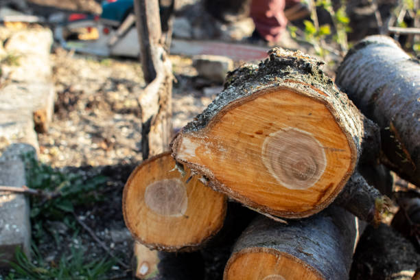 Trusted Green Valley, AZ Tree Care Experts
