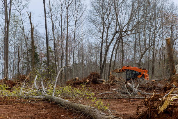 How Our Tree Care Process Works  in  Green Valley, AZ