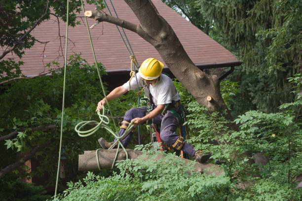 Best Tree Preservation Services  in Green Valley, AZ