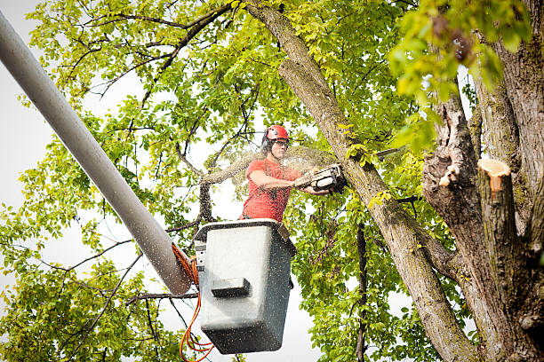 Best Root Management and Removal  in Green Valley, AZ